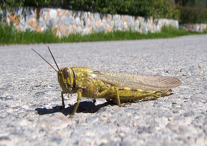100_2160 small grasshopper.jpg - 357140 Bytes